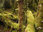 Explore Franklin-Gordon Wild Rivers National Park, Tasmania, Australia (UNESCO site)