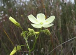 See Wildflowers at Cape Le Grand National Park, Western Australia