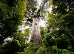 See Tāne Mahuta, Waipoua Forest, New Zealand
