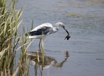 Birding along San Diego River & Mission Bay Park, San Diego, California