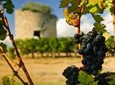Bordeaux Super Saver: Gourmet Food Walking Tour with Lunch plus Médoc Wine Tasting