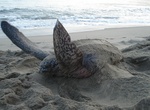 See Turtles on Grande Riviere, Trinidad
