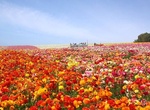 Visit The Flower Fields, Carlsbad, California