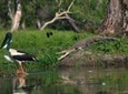 1 Day Corroboree Billabong Wetland Experience including 2.5 hour cruise + lunch