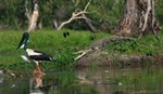 1 Day Corroboree Billabong Wetland Experience including 2.5 hour cruise + lunch