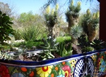 Visit Tucson Botanical Gardens, Tucson, Arizona