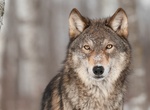 See Grey Wolves In The Wild