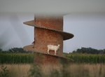 See a Goat Tower