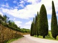 Taste of Chianti: Tuscan Cheese, Wine and Lunch from Florence