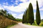 Taste of Chianti: Tuscan Cheese, Wine and Lunch from Florence