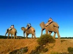 3-Day Garden Route Highlights with 4x4 Safari Small Group Tour from Cape Town