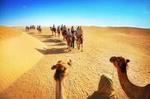 Camel Desert Safari with Traditional Dinner & Heritage Activities from Dubai