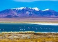 Atacama Salt Flat Day Trip from San Pedro de Atacama including Los Flamencos National Reserve and Socaire Village