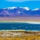 Atacama Salt Flat Day Trip from San Pedro de Atacama including Los Flamencos National Reserve and Socaire Village