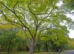 Visit Arnold Arboretum, Boston, Massachusetts