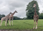 Visit Fota Wildlife Park, Ireland