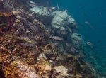 Dive Cousin's Rock, Santiago Island, Galápagos