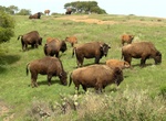 See Catalina Island Bison