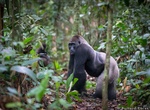 Explore Odzala-Kokoua National Park, Republic of the Congo (UNESCO site)