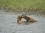 See Brown Bears at McNeil River State Game Sanctuary, Alaska