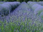 Visit Pelindaba Lavender Farm, San Juan Island, Washington