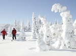 Explore Riisitunturi National Park, Finland