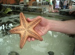 Visit Coral World Ocean Park, Saint Thomas, USVI