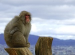 Visit Iwatayama Monkey Park, Kyoto, Japan