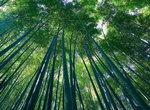 Visit Sagano Bamboo Forest in Arashiyama, Kyoto, Japan