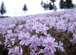 See Shibazakura Flowers at Takinoue Park, Japan