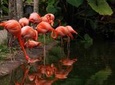 Flamingo Gardens Admission in Fort Lauderdale