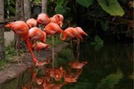 Flamingo Gardens Admission in Fort Lauderdale