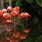 Flamingo Gardens Admission in Fort Lauderdale