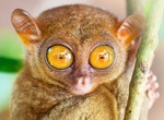 See a Philippine Tarsier in the Wild, Philippines