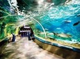 Istanbul Aquarium and Aqua Florya Independent Shopping Trip