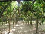 Sorrento Farm Experience Including Tastings, Pizza Making and Limoncello