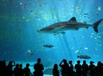 Visit Georgia Aquarium, Atlanta, Georgia