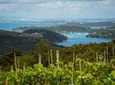 Full Day Waiheke Island Tour: Ziplining, Wine Tasting and Vineyard Lunch