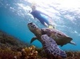 Sea Turtle Snorkeling Ecofriendly Tour from Cancun & Riviera Maya