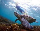 Sea Turtle Snorkeling Ecofriendly Tour from Cancun & Riviera Maya