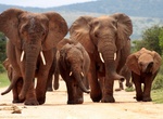 Explore Addo Elephant National Park, South Africa