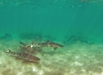 Kayak, Snorkel or Dive with Leopard Sharks off La Jolla Shores, California