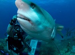 Dive with Caribbean Reef Sharks