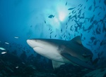 Dive with Bull Sharks off Beqa Lagoon, Fiji