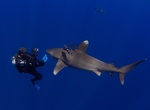 Dive with Oceanic Whitetip Sharks at Cat Island, Bahamas