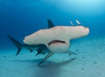Dive with Hammerhead Shark off Bimini Island, Bahamas