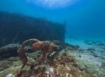 Wreck Dive Carlisle Bay, Barbados