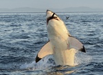 Dive with Great White Sharks in False Bay, South Africa