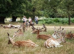 Explore Richmond Park, London, England