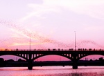 See Congress Avenue Bridge Bats, Austin, Texas